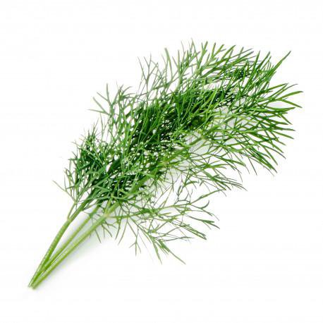 Véritable Dill Lingot lífrænt