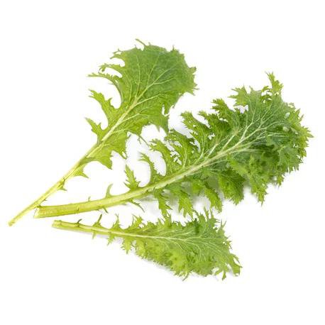 Véritable Wasabi Sinnep jurt Lingot lífrænt